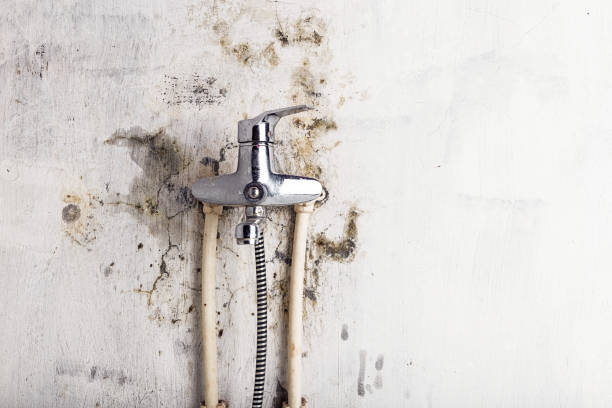 Best Certified Mold Removal  in South Wenatchee, WA