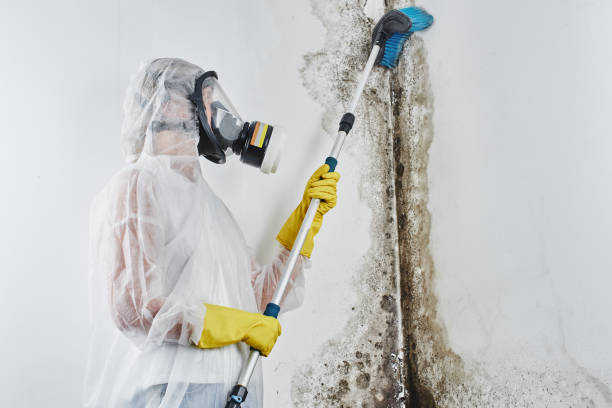 Best Mold Cleaning Services  in South Wenatchee, WA