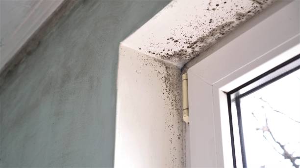 Best Residential Mold Removal  in South Wenatchee, WA