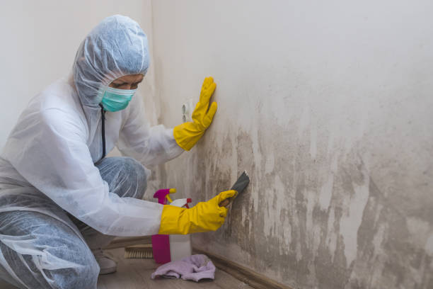 Best Mold Removal Process  in South Wenatchee, WA