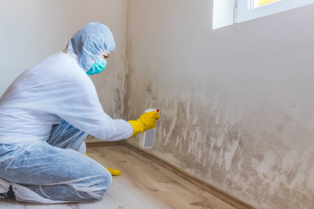 Best Attic Mold Removal  in South Wenatchee, WA