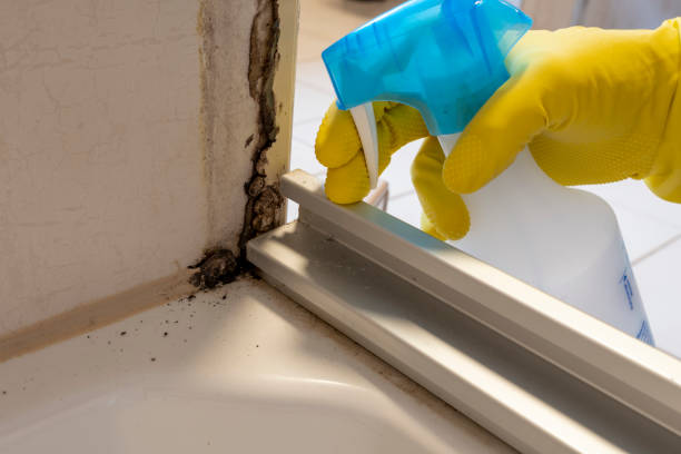 Best Best Mold Removal Companies  in South Wenatchee, WA