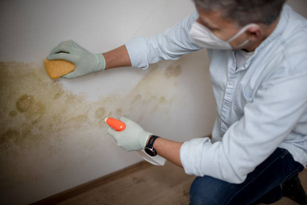 Best Black Mold Removal  in South Wenatchee, WA