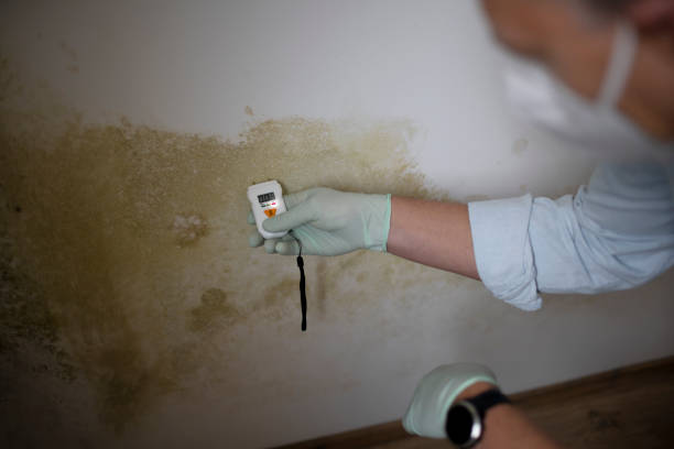 Best Mold Damage Repair  in South Wenatchee, WA
