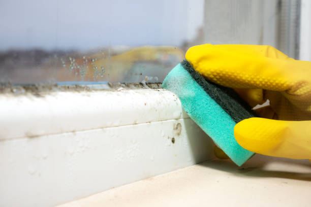 Best Office Mold Removal Services  in South Wenatchee, WA