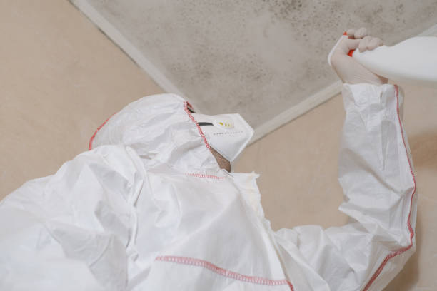 Best Crawl Space Mold Removal  in South Wenatchee, WA