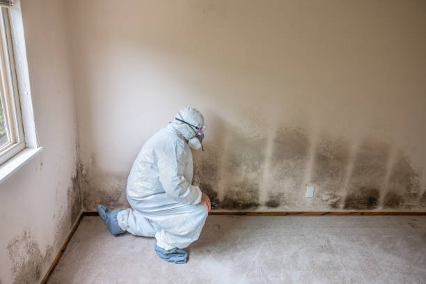 Attic Mold Removal in South Wenatchee, WA