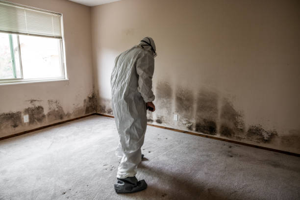 Best Commercial Mold Removal  in South Wenatchee, WA