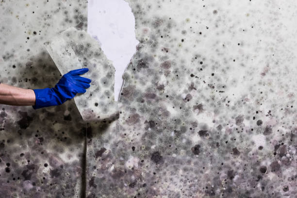 Best Attic Mold Removal  in South Wenatchee, WA