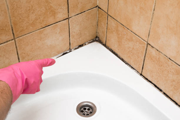 Best Mold Removal Near Me  in South Wenatchee, WA